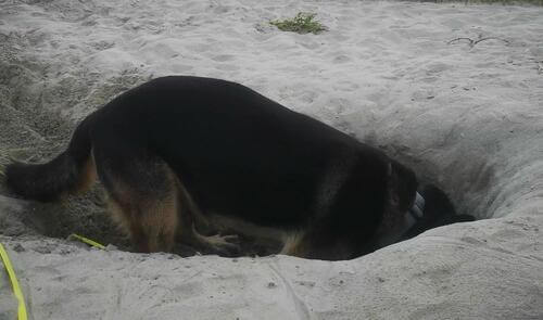 Super Buddler Harras