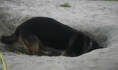 Super Buddler Harras