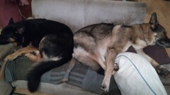 Basko und Dina