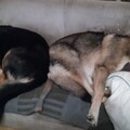 Basko und Dina