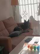 Bassam heimlich auf dem Sofa