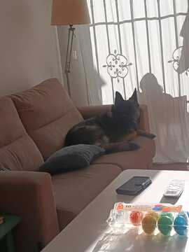 Bassam heimlich auf dem Sofa