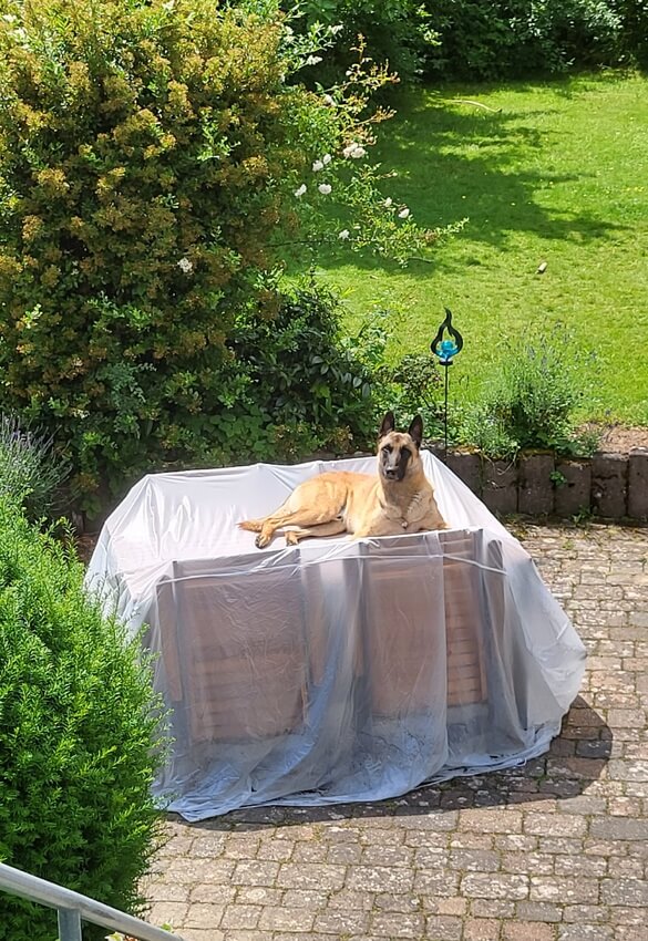 Bei uns dürfen Hunde nicht aus Sofa,  Quinto!