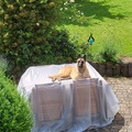 Bei uns dürfen Hunde nicht aus Sofa,  Quinto!