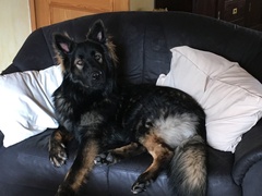 Jerry- King of Sofa 😉