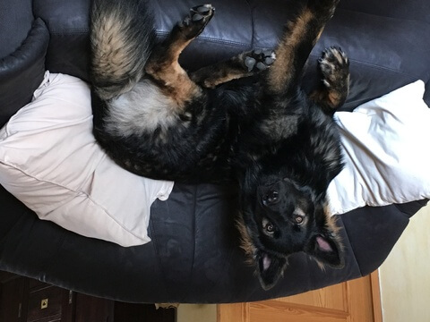 Jerry- King of Sofa 😉