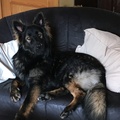 Jerry- King of Sofa 😉