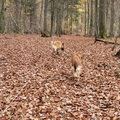 Enzo und Quinto getarnt