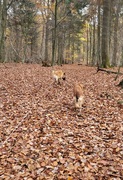 Enzo und Quinto getarnt