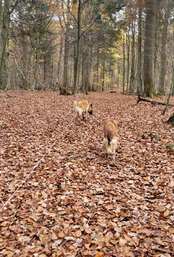 Enzo und Quinto getarnt
