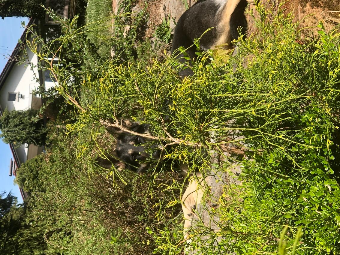 Lika……außer Konkurrenz