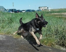 Harras sprintet ins Wasser