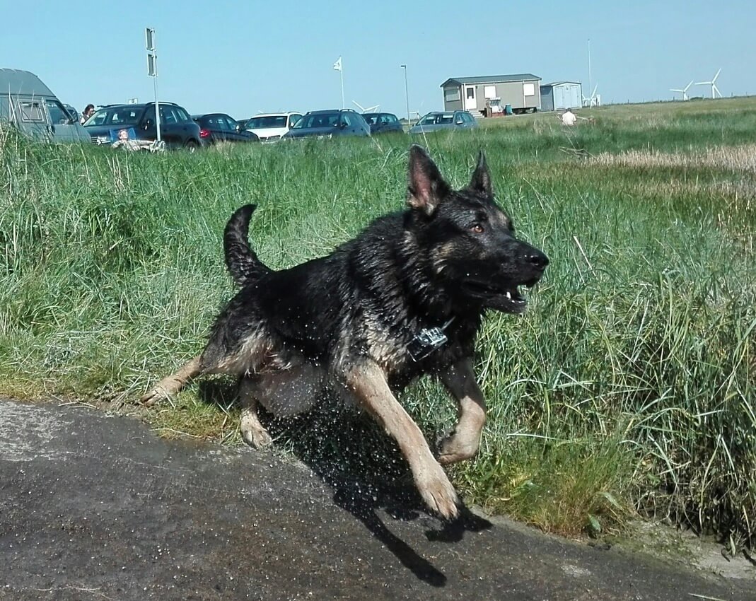 Harras sprintet ins Wasser
