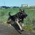 Harras sprintet ins Wasser