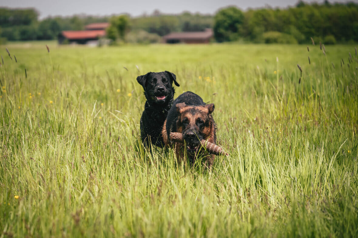 Sam und benji