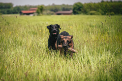 Sam und benji
