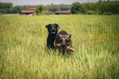 Sam und benji
