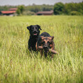 Sam und benji