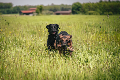 Sam und benji