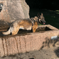 Lexy - Rennsemmel bei der Abkühlung