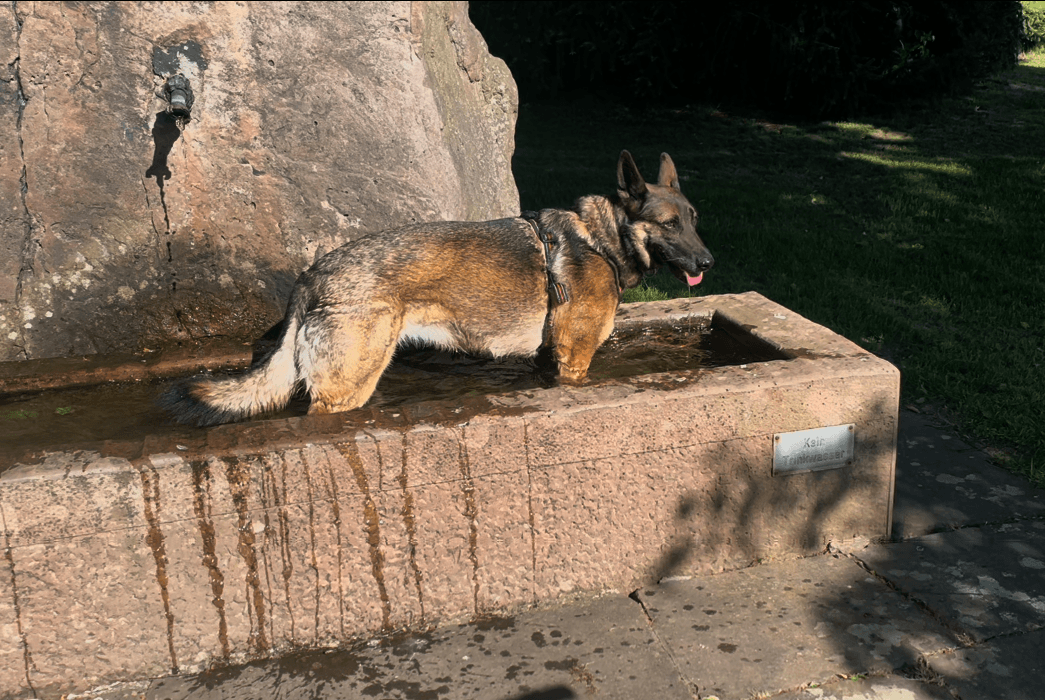 Lexy - Rennsemmel bei der Abkühlung