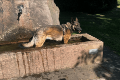 Lexy - Rennsemmel bei der Abkühlung