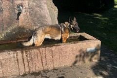 Lexy - Rennsemmel bei der Abkühlung