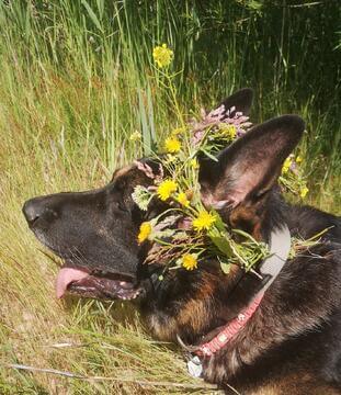 Blumenhund Harras