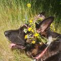 Blumenhund Harras