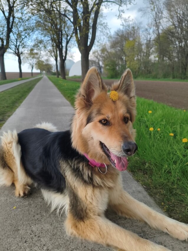 Sky mit Blümchen