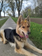Sky mit Blümchen