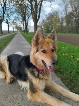 Sky mit Blümchen