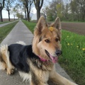 Sky mit Blümchen