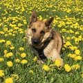 Ringo