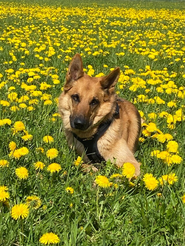 Ringo