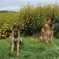 Enzo und Quinto,  die Blümchenmalis