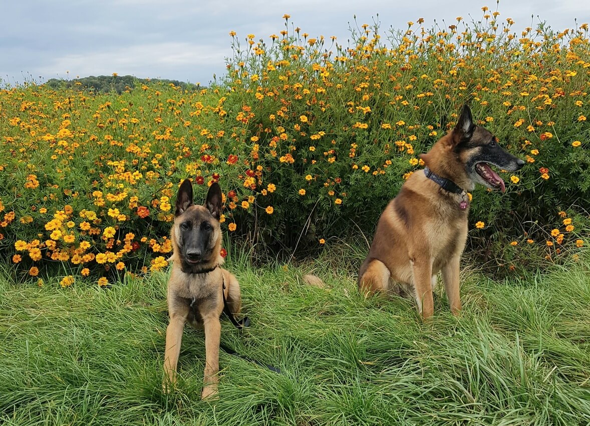 Enzo und Quinto,  die Blümchenmalis