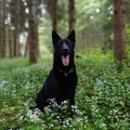 Flummi