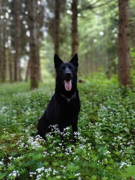Flummi