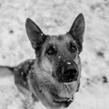Ringo