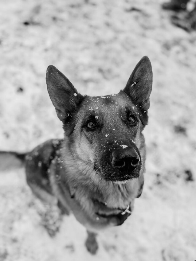Ringo