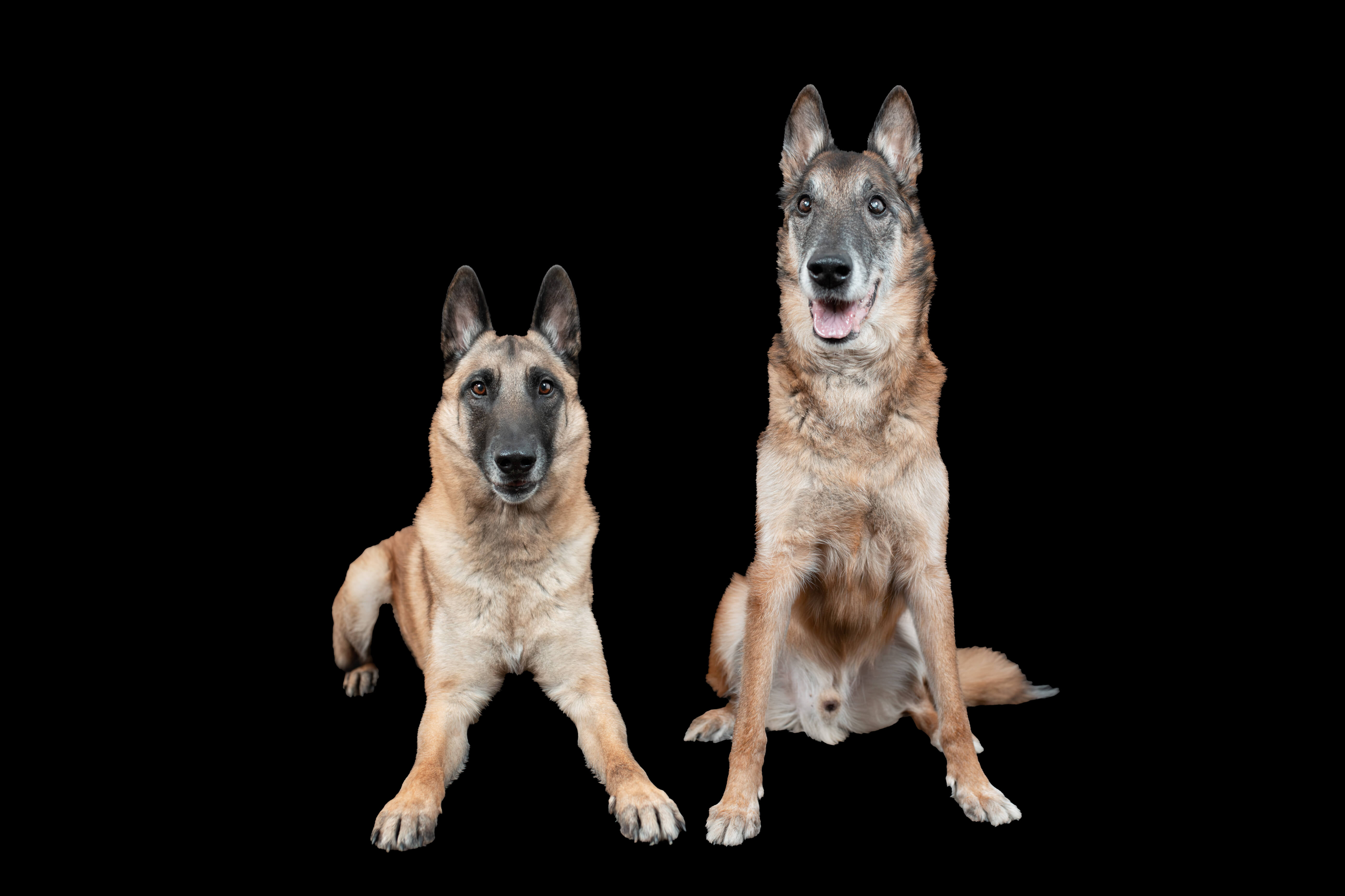 Enzo und Quinto