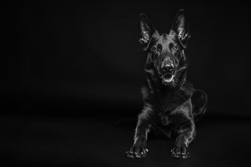 Django Black Beauty
