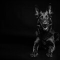 Django Black Beauty