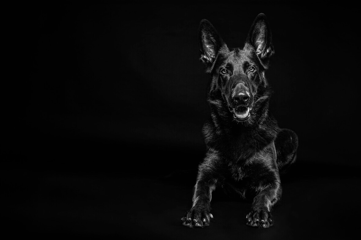 Django Black Beauty