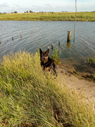 Ein Seehund ;-)