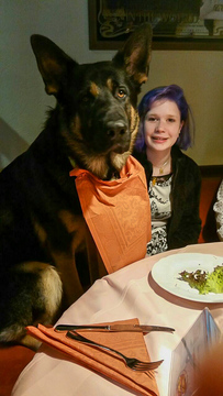 Vornehmer Schäferhund im Restaurant ;-)