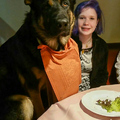 Vornehmer Schäferhund im Restaurant ;-)