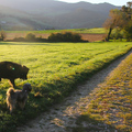gemeinsamer Morgenspaziergang
