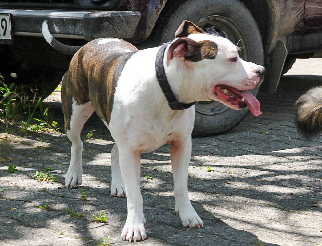 Roopa + Bullterrier